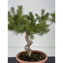 Pinus sylvestris I-8342 view 2