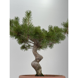 Pinus sylvestris -pino s- europeo- I-8342 vista 3
