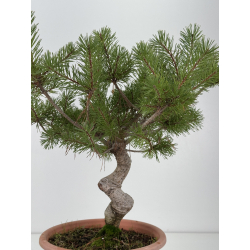 Pinus sylvestris -pino s- europeo- I-8342 vista 4