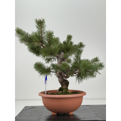 Pinus sylvestris I-8343