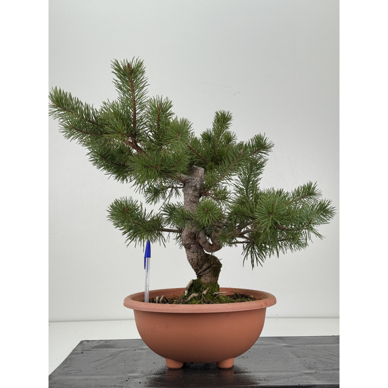 Pinus sylvestris -pino s- europeo- I-8343