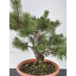 Pinus sylvestris I-8343 view 2