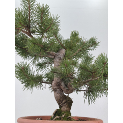 Pinus sylvestris -pino s- europeo- I-8343 vista 3