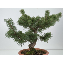 Pinus sylvestris -pino s- europeo- I-8343 vista 4