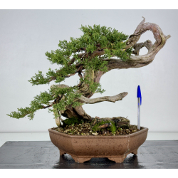 Juniperus sabina - itoigawa A01397