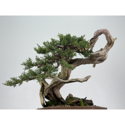 Juniperus sabina - itoigawa A01397 vista 3