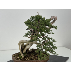 Juniperus sabina - itoigawa A01397 vista 4