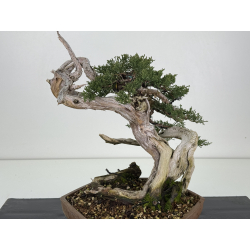 Juniperus sabina - itoigawa A01397 vista 5