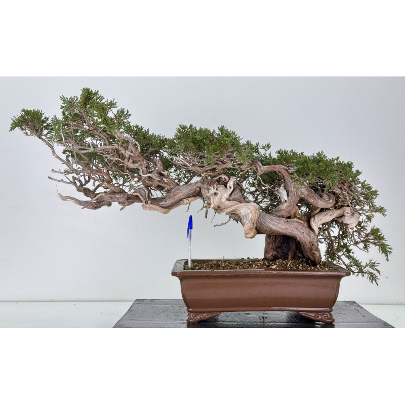 Juniperus sabina -sabina rastrera- A01358