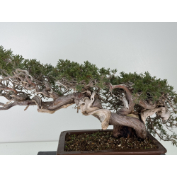 Juniperus sabina -sabina rastrera- A01358 vista 2