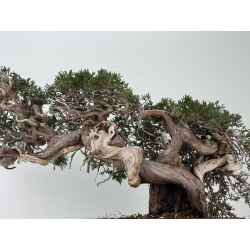 Juniperus sabina A01358 view 3