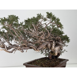 Juniperus sabina A01358 view 4