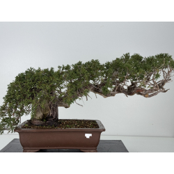 Juniperus sabina A01358 view 5