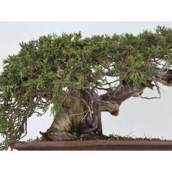 Juniperus sabina A01358 view 6