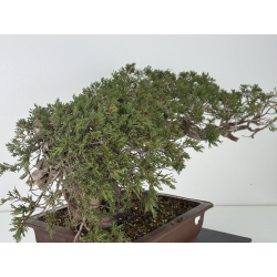 Juniperus sabina A01358 view 7