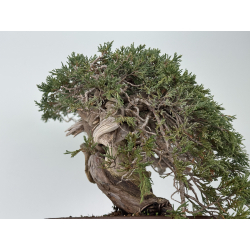 Juniperus sabina -sabina rastrera- A01358 vista 8