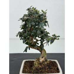 Olea europaea sylvestris -olivo acebuche- I-8344 vista 2