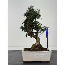 Olea europaea sylvestris I-8344