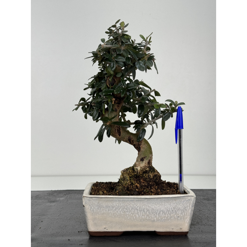 Olea europaea sylvestris -olivo acebuche- I-8344