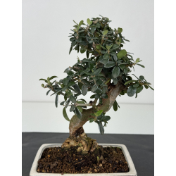 Olea europaea sylvestris -olivo acebuche- I-8344 vista 3