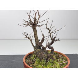Zelkova nire I-8345 vista 2