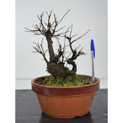 Zelkova nire I-8345