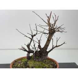 Zelkova nire I-8345 vista 3
