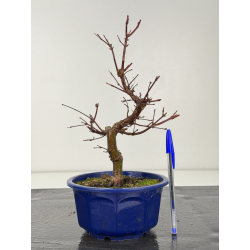 Acer palmatum deshojo I-8346