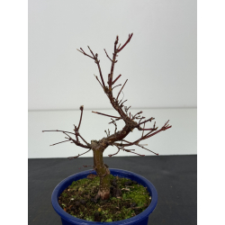 Acer palmatum deshojo I-8346 vista 2