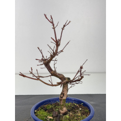 Acer palmatum deshojo I-8346 vista 3