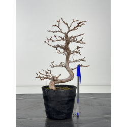 Carpinus turczaninovii  I-8347