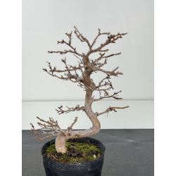 Carpinus turczaninovii -carpe coreano- I-8347 vista 2