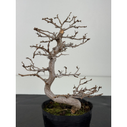 Carpinus turczaninovii  I-8347 view 3