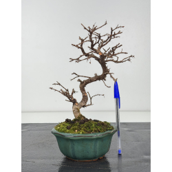 Carpinus turczaninovii -carpe coreano- I-8348