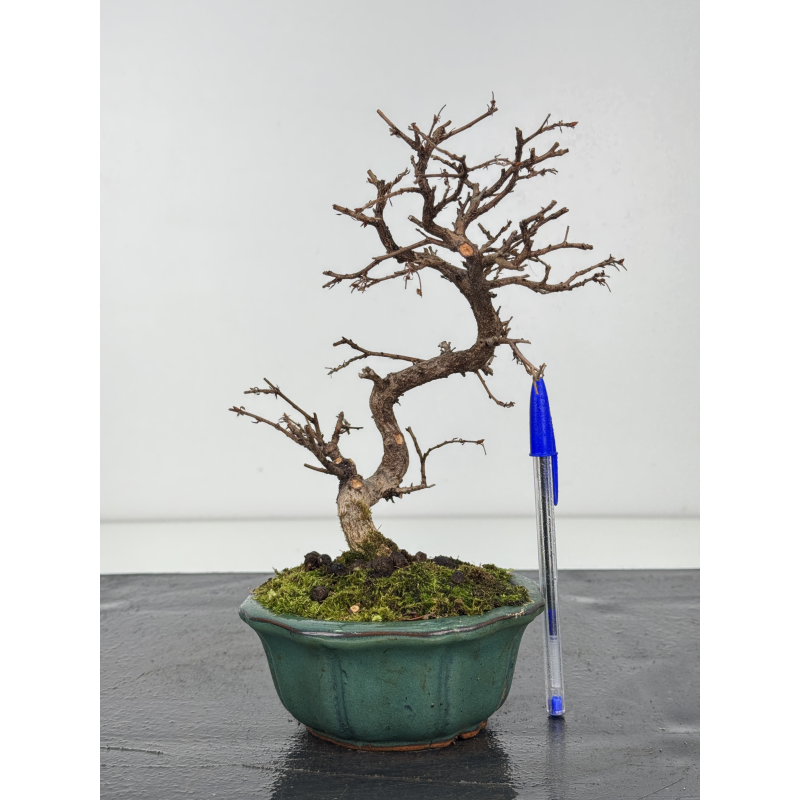 Carpinus turczaninovii  I-8348