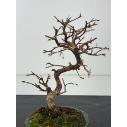 Carpinus turczaninovii -carpe coreano- I-8348 vista 2