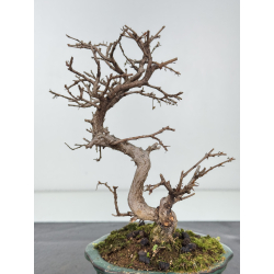 Carpinus turczaninovii  I-8348 view 3