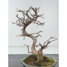 Carpinus turczaninovii -carpe coreano- I-8348 vista 3