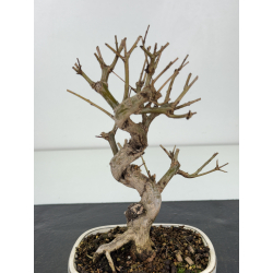 Punica granatum nejikan I-8349 view 2