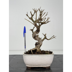 Punica granatum nejikan I-8349