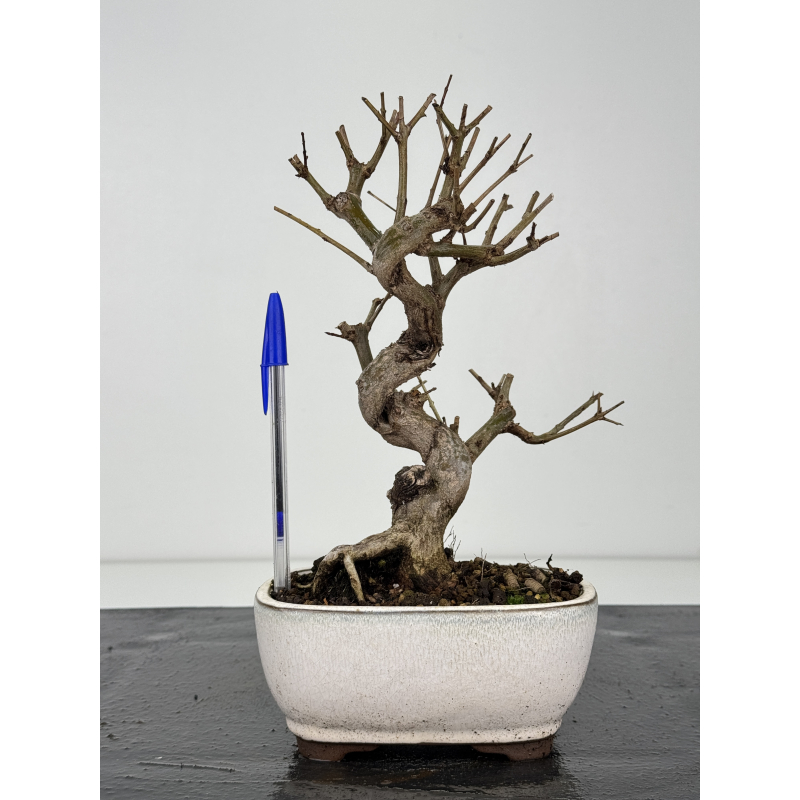 Punica granatum -granado- nejikan I-8349