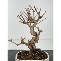 Punica granatum -granado- nejikan I-8349 vista 3