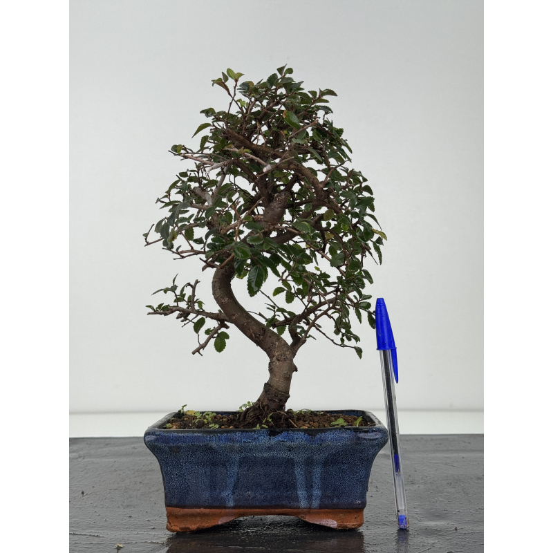 Ulmus -olmo- parvifolia I-8350