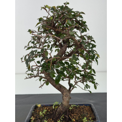 Ulmus parvifolia I-8350 view 2