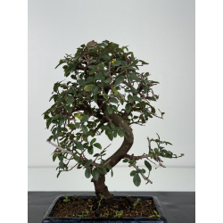 Ulmus -olmo- parvifolia I-8350 vista 3