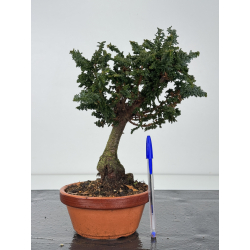 Chamaecyparis sekka-hinoki I-8351