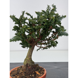 Chamaecyparis sekka-hinoki I-8351 view 2