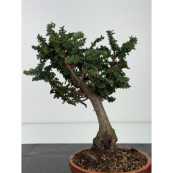 Chamaecyparis sekka-hinoki I-8351 view 3