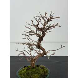 Carpinus turczaninovii -carpe coreano- I-8352 vista 2