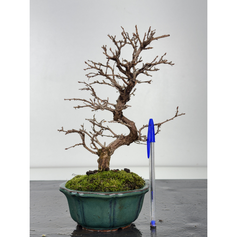 Carpinus turczaninovii  I-8352